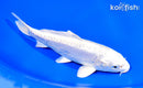 6.25" DOITSU PLATINUM OGON