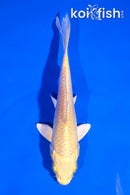 5.5" YAMABUKI OGON
