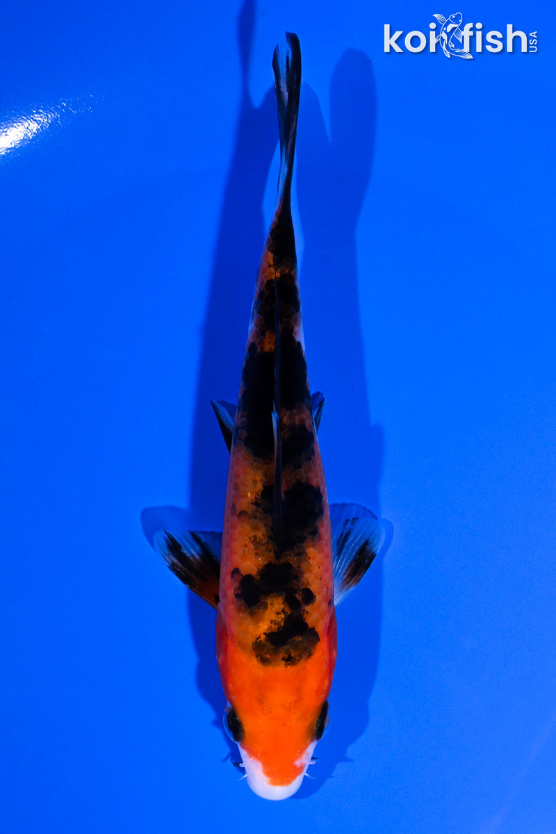 5.25" AKA SANKE