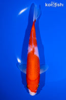 7" KOHAKU