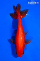 5.5" WAKIN GOLDFISH