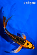 5.25" ARAGOKE ORENJI MATSUBA BUTTERFLY