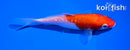 4.5" GINRIN KOHAKU