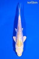 5.25" GINRIN LEMON HARIWAKE