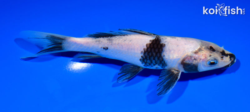 6.5" SHIRO UTSURI