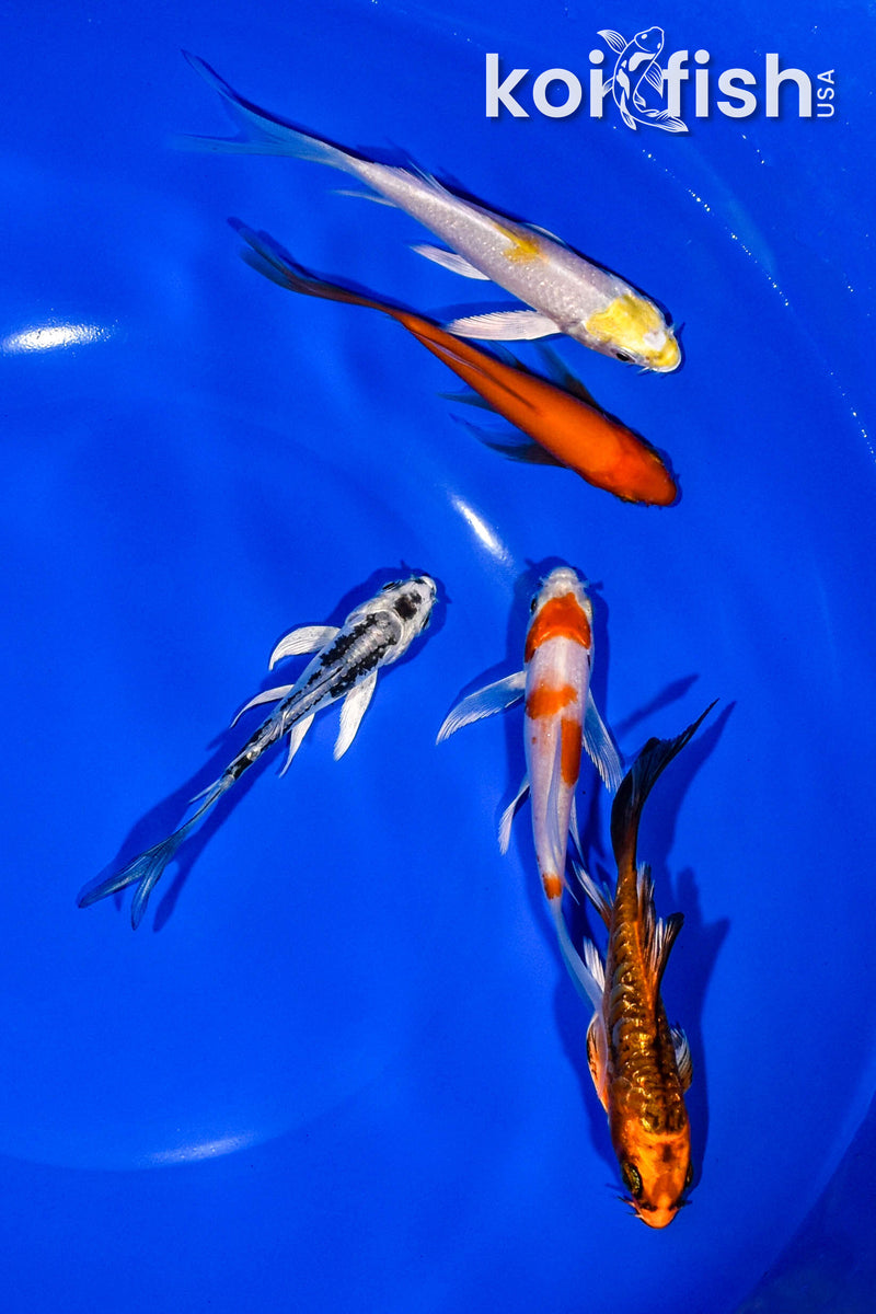 PACK OF (5) 3-4" BUTTERFLY KOI