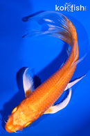 5.5" ORENJI OGON BUTTERFLY