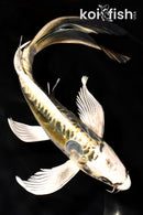 10" KIN KIKOKURYU BUTTERFLY