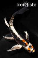 7" BENI KIKOKURYU BUTTERFLY