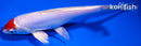 6.75" KIKUSUI