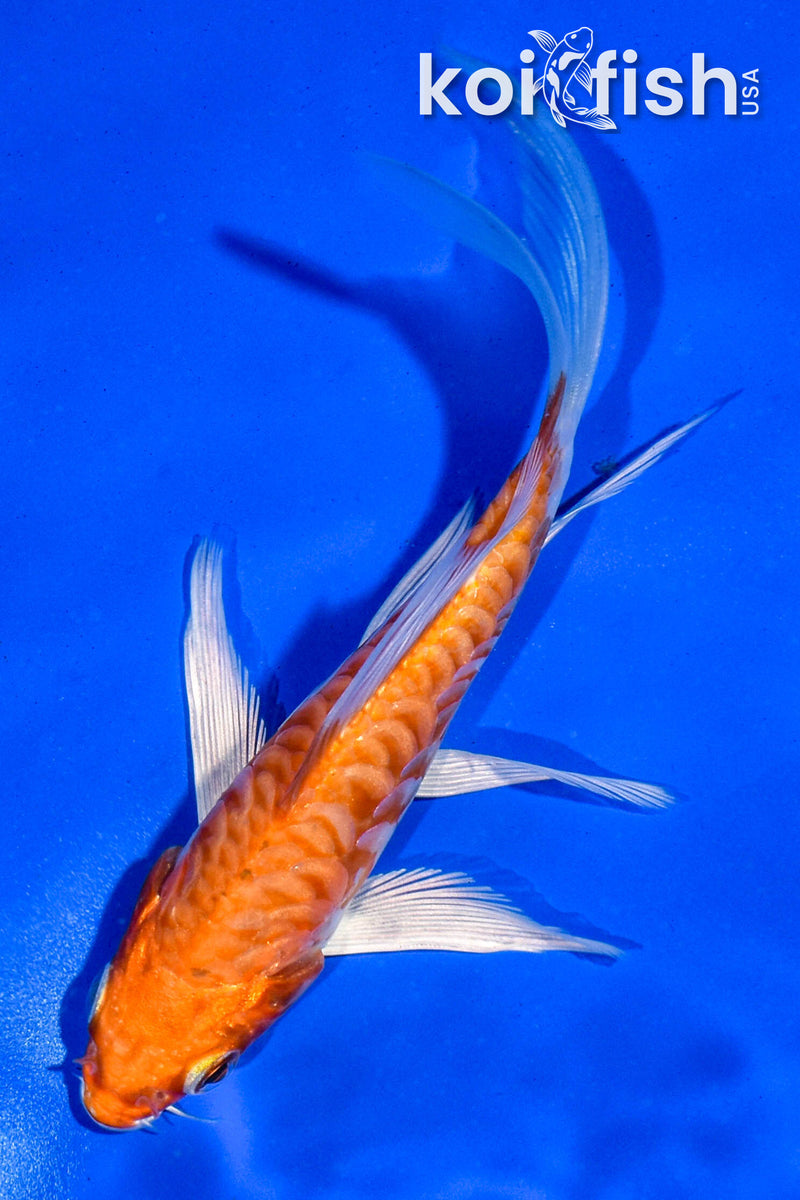 4.5" ARAGOKE KIKUSUI BUTTERFLY