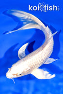 8.25" PLATINUM OGON BUTTERFLY