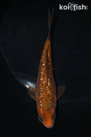 5.75" GINRIN CHAGOI