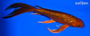 8" GINRIN CHAGOI BUTTERFLY