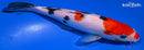 7.25" SANKE