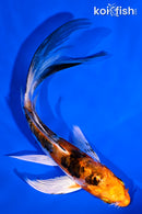 5.5" HEISEI NISHIKI BUTTERFLY