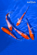 PACK OF (5) 4-5" STANDARD KOI