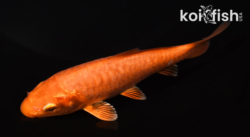 5" DOITSU CHAGOI