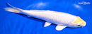 9.5" LEMON HAROIWAKE
