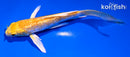 5.5" GINRIN YAMABUKI OGON BUTTERFLY