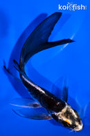 5.25" ARAGOKE BENI KIKOKURYU BUTTERFLY