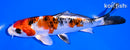 6" GINRIN YAMATO NISHIKI