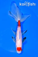 6" MARUTEN WATONAI GOLDFISH