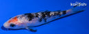 4.25" GINRIN SANKE