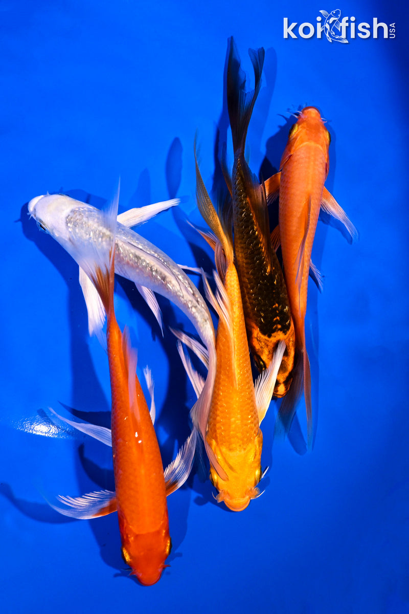 PACK OF (5) 4.5-6" BUTTERFLY KOI