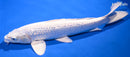 12.75" GINRIN PLATINUM OGON