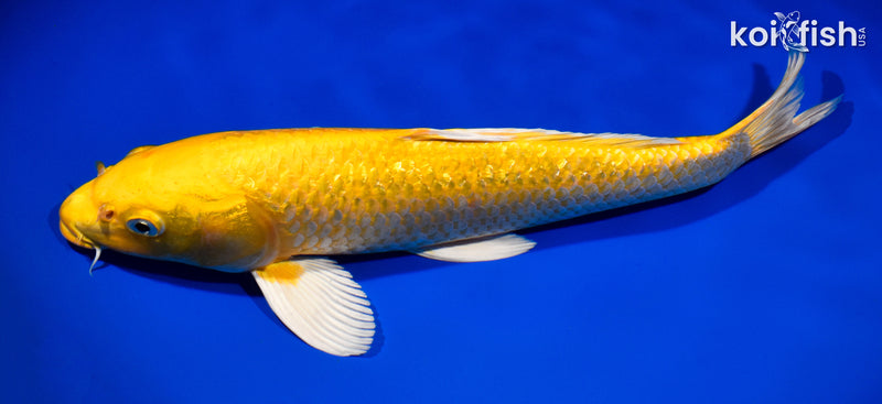 13" GINRIN YAMABUKI OGON