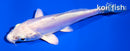 3.5" PLATINUM OGON