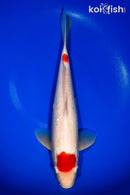 13.5" MARUTEN KOHAKU