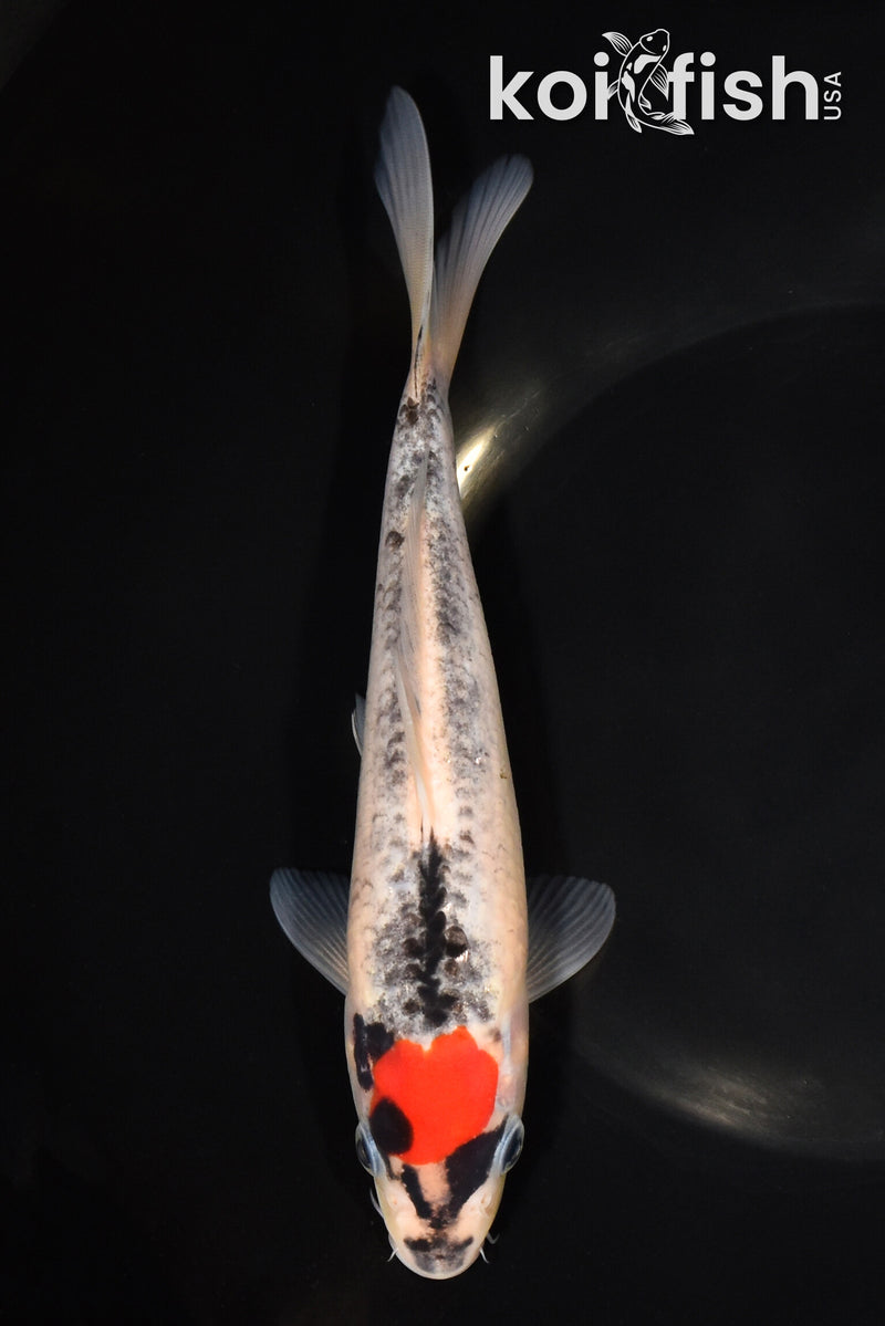 8" TANCHO GOSHIKI