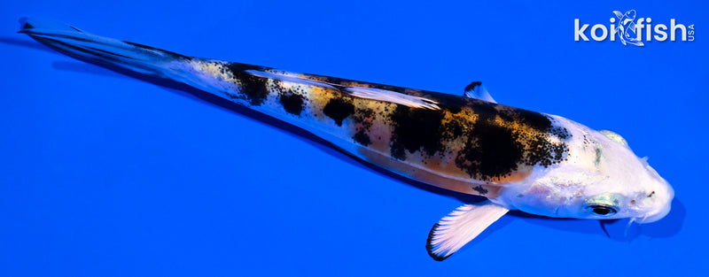 5.25" HEISEI NISHIKI