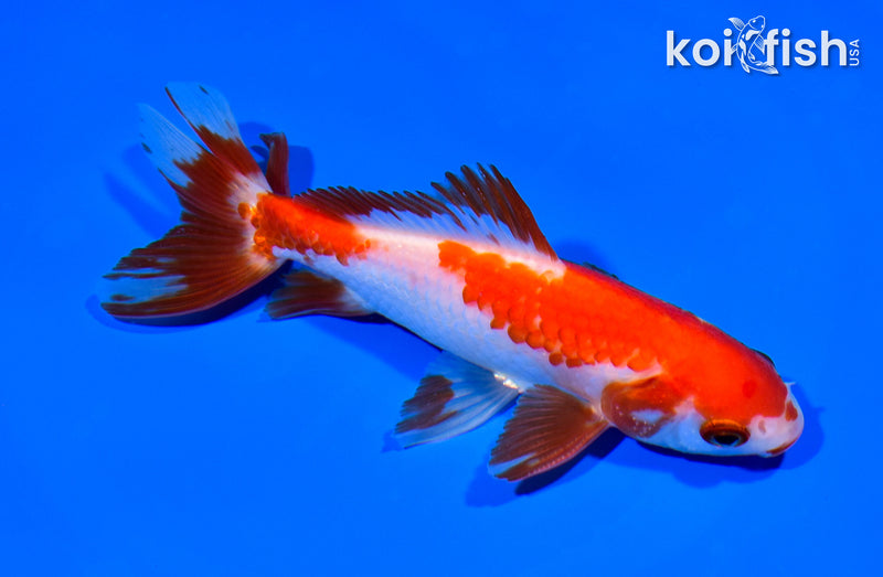 5.25" WAKIN GOLDFISH