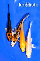 PACK OF (4) 4-4.25" MIXED STANDARD KOI