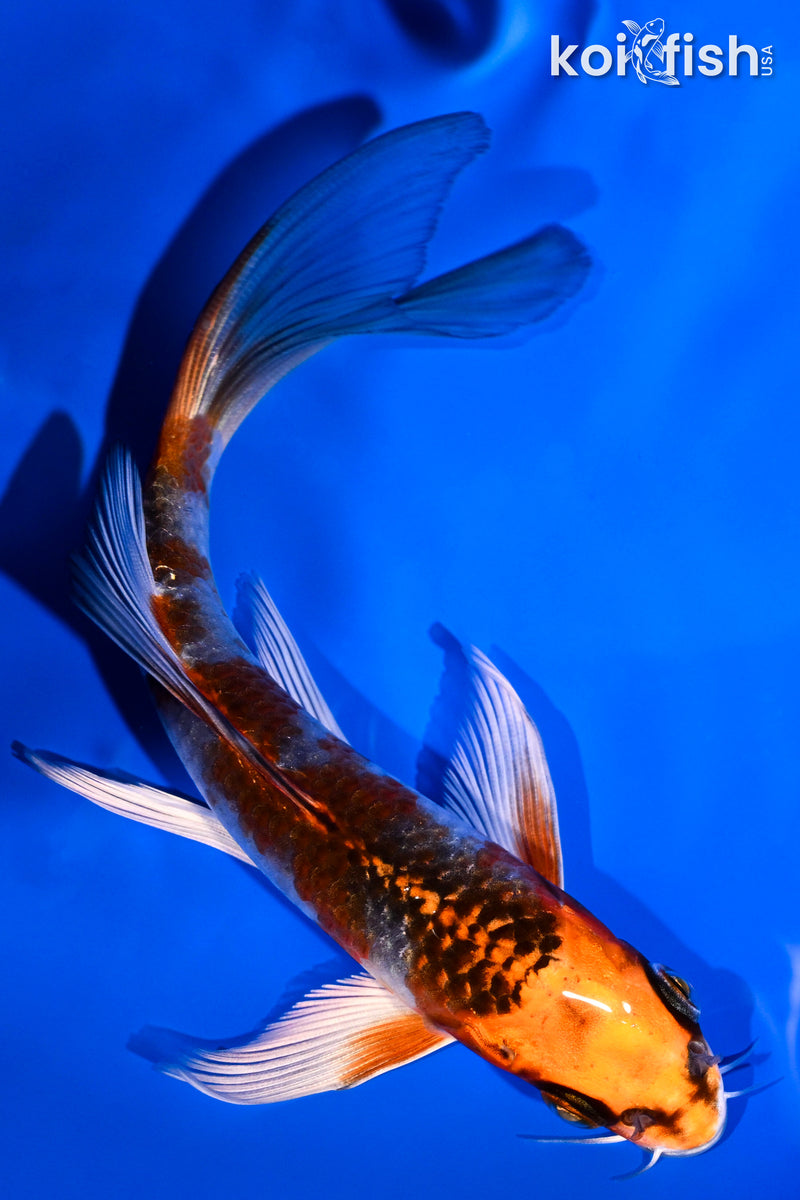 5.75" KUJAKU BUTTERFLY