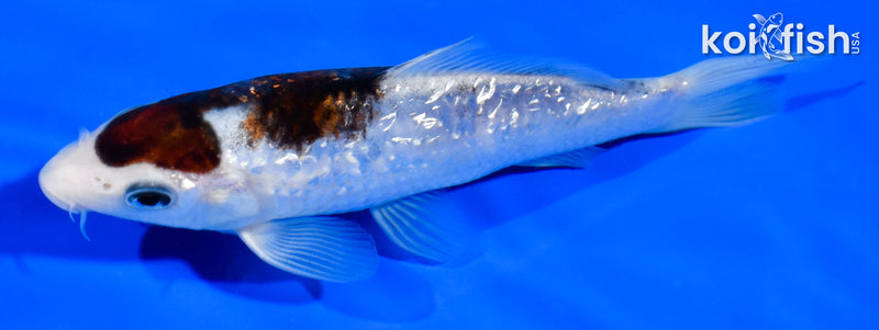 5.5" GINRIN GOROMO