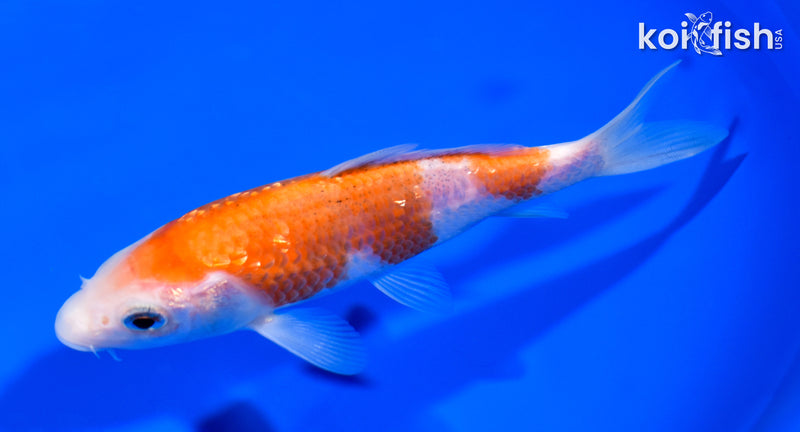 5.5" GINRIN KOHAKU