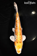 11.25" GINRIN DOITSU KUJAKU