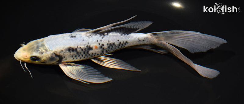 8.25" MATSUKAWABAKE BUTTERFLY