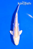4.5" DOITSU LEMON HARIWAKE