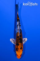 4.5" HEISEI NISHIKI