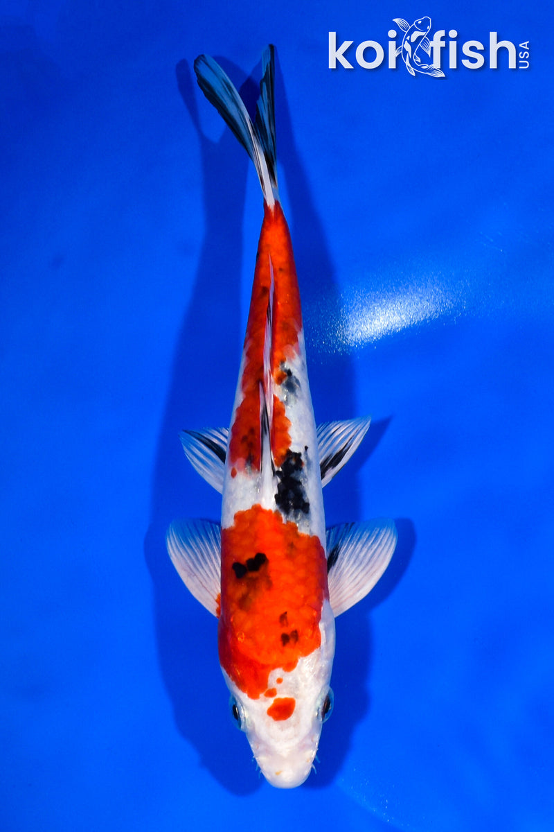 9.5" YAMATO NISHIKI