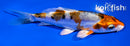 4.5" HEISEI NISHIKI
