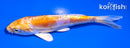 5" LEMON HARIWAKE