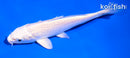 5" PLATINUM OGON