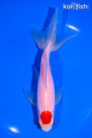 6.25" TANCHO SARASA WATONAI GOLDFISH