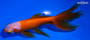 4.75" WATONAI GOLDFISH
